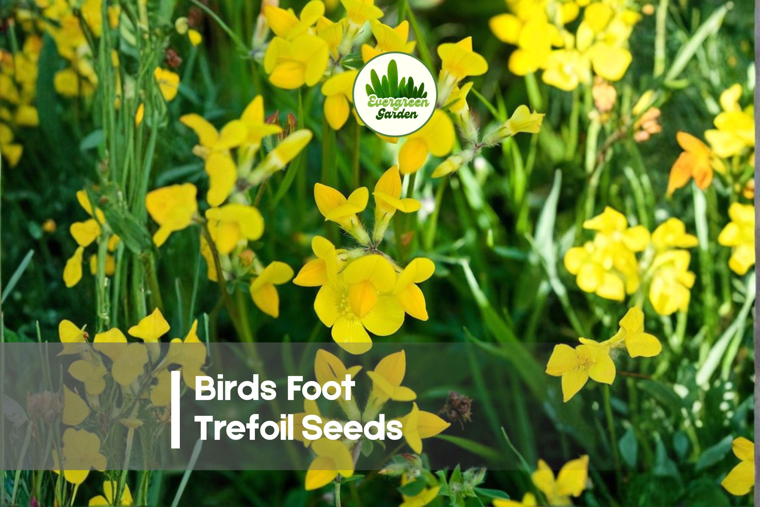 500 Birds Foot Trefoil Seeds | Fast-Growing Ground Cover | Bright Yellow Flowers | Lotus corniculatus