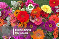 200 Exotic Zinnia Mix Seeds - Bright Colorful Annual Flowers for Garden Beds, Borders & Cut Flowers - Zinnia elegans