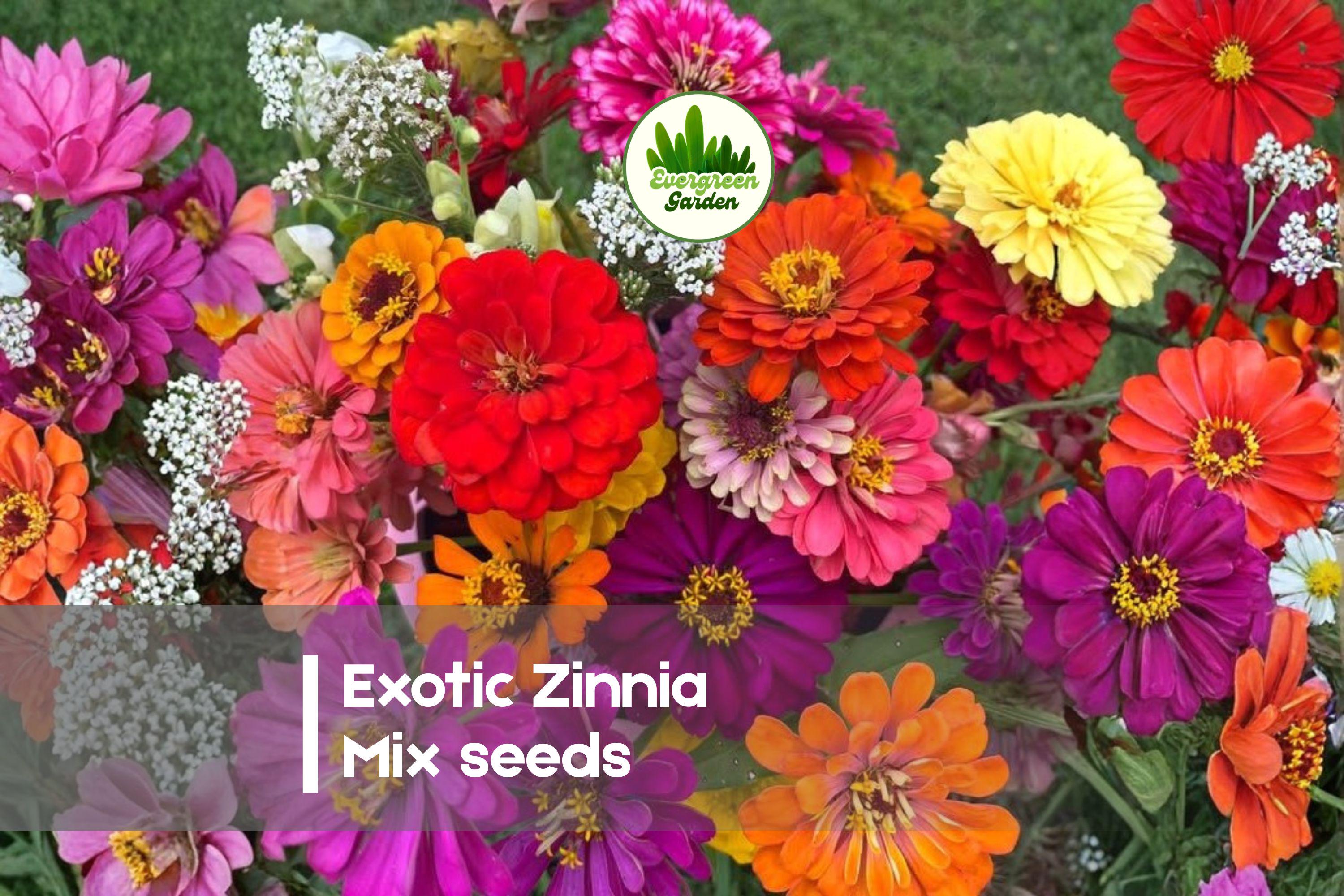 200 Exotic Zinnia Mix Seeds - Bright Colorful Annual Flowers for Garden Beds, Borders & Cut Flowers - Zinnia elegans