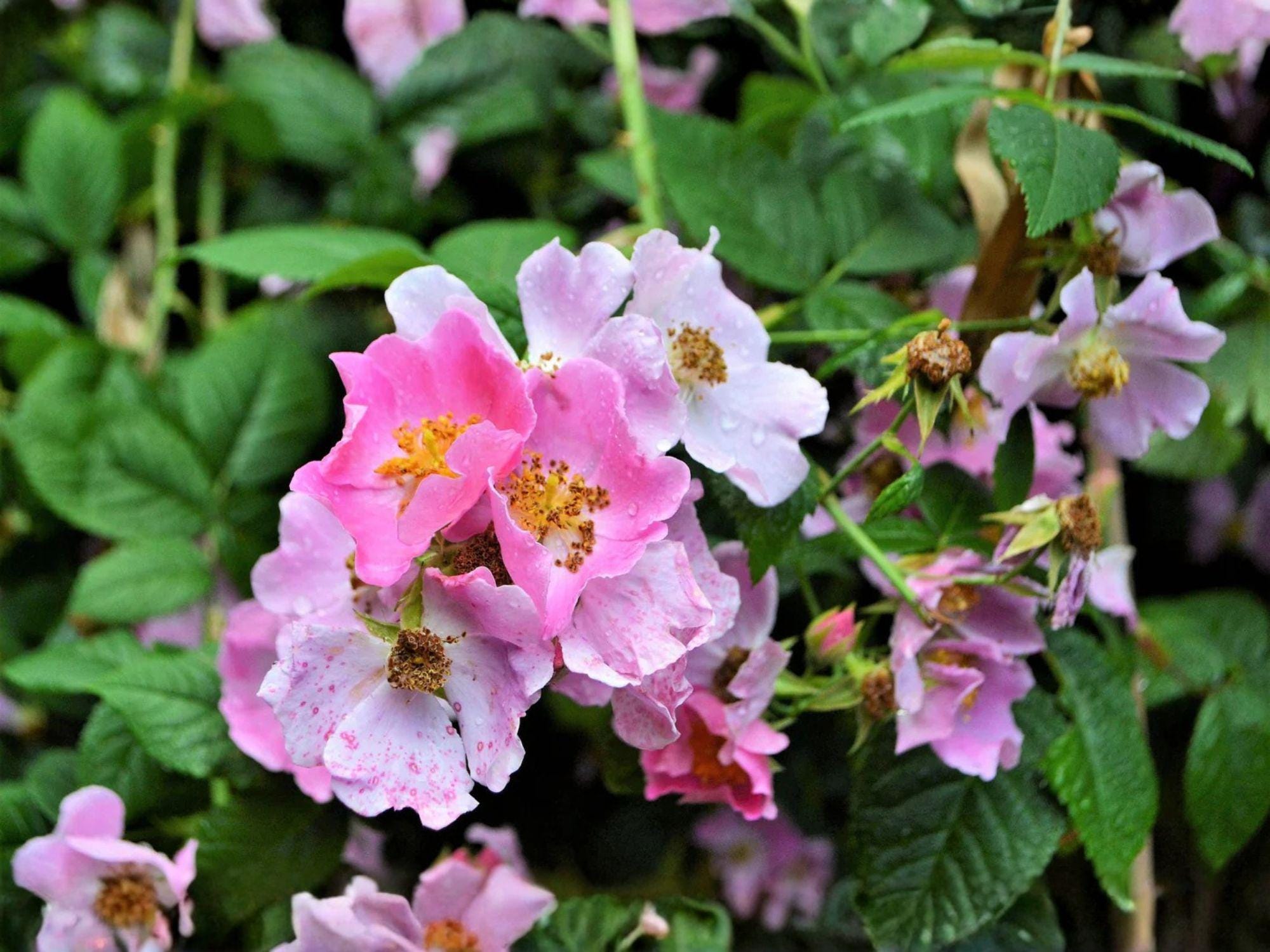 Illinois Climbing Rose Seeds – Native Pollinator Plant Rosa setigera, Pink Fragrant Blooms, Wildlife-Friendly, Climbing Rose Seeds