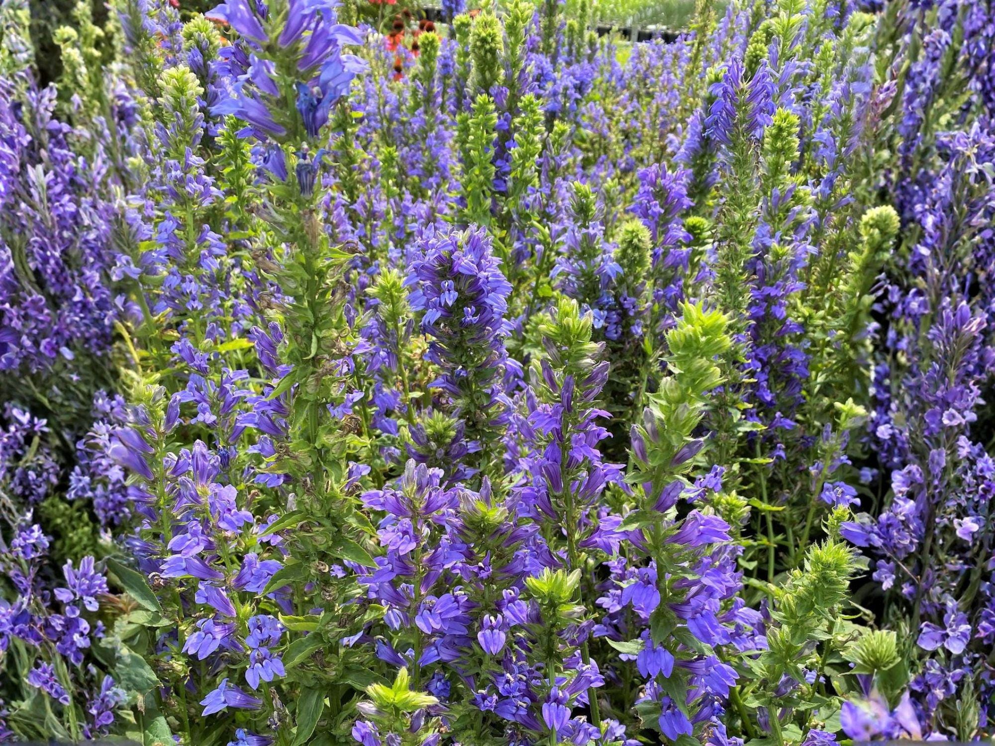 Blue Lobelia Seeds – Native Wildflower, Pollinator Plant, Lobelia siphilitica, 100 Seeds