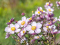 Anemone Multifida Seeds – 100 Native Wildflower for Rock & Alpine Gardens, Perennial, Pollinator-Friendly
