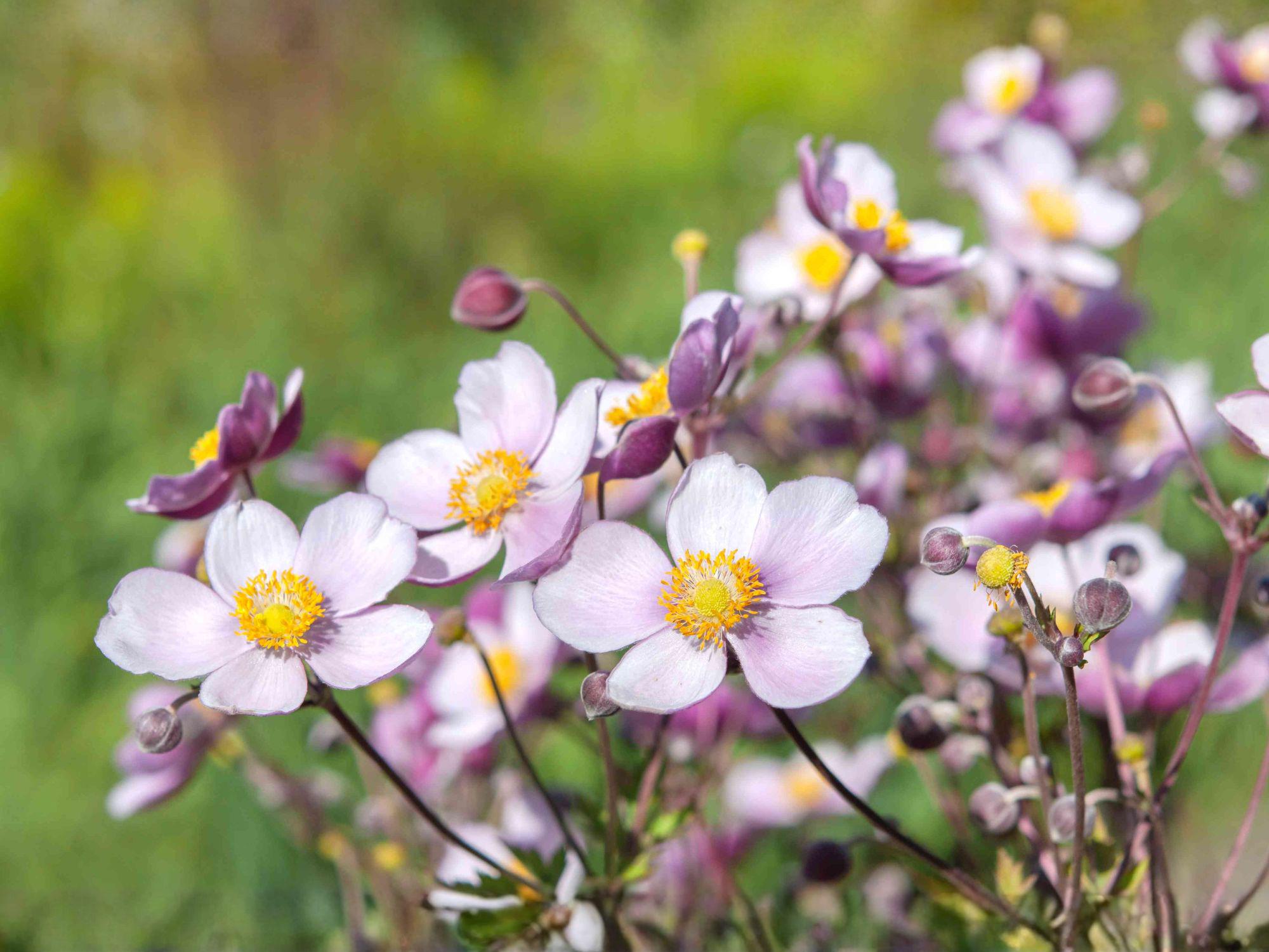 Anemone Multifida Seeds – 100 Native Wildflower for Rock & Alpine Gardens, Perennial, Pollinator-Friendly