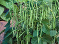 Provider Green Bush Bean Seeds – Heirloom Vegetable, Cold Tolerant, Early Harvest, Green Pods, 25 Seeds