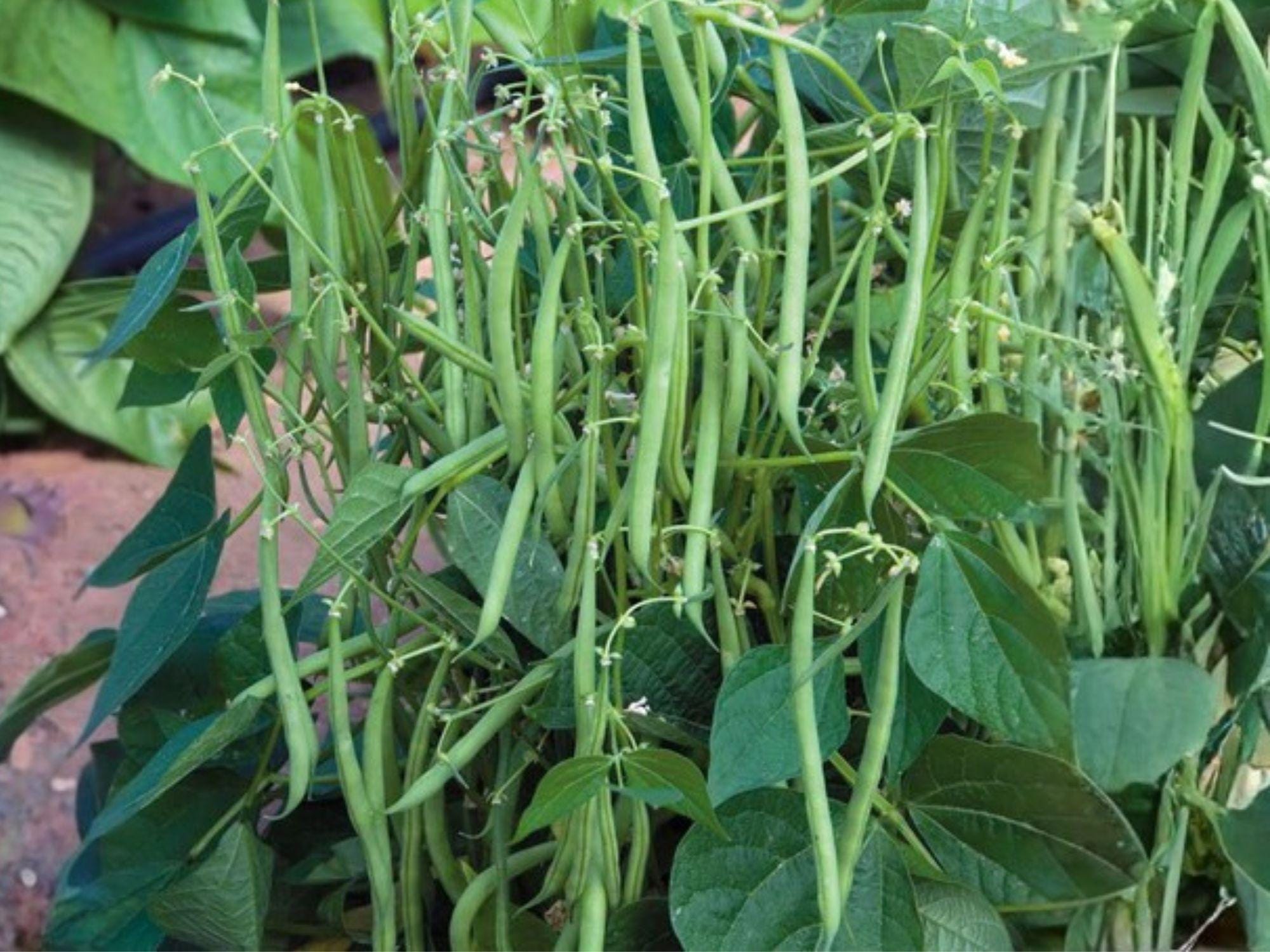 Provider Green Bush Bean Seeds – Heirloom Vegetable, Cold Tolerant, Early Harvest, Green Pods, 25 Seeds