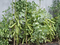 Fava Bean Seeds, Broad Bean, Heirloom Vegetable, Cool-Season Legume, 10 Seeds