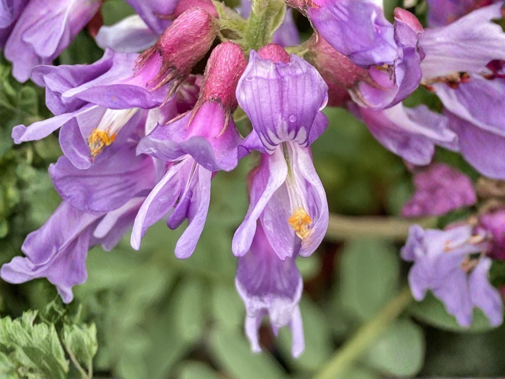 Astragalus Bisulcatus Seeds – Twogroove Milkvetch Native Prairie Legume for Pollinators and Soil Improvement
