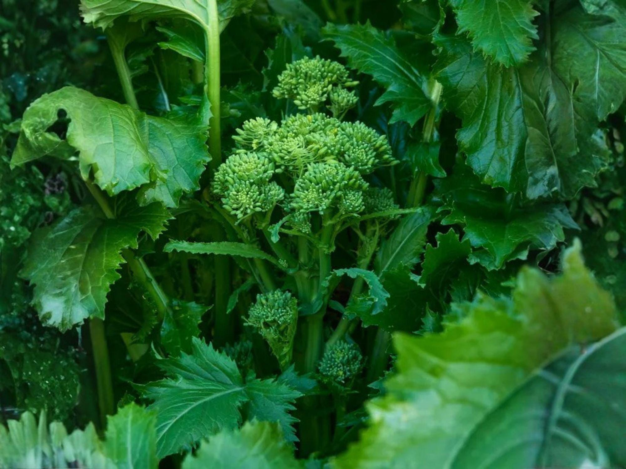 Broccoli Raab Seeds | Rapini Heirloom Italian Greens | Spring Rabe Vegetable | 300 Seeds for Sautéing & Pasta