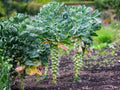 Brussels Sprouts Long Island Improved Heirloom Seeds | Cold Hardy Vegetable | Small, Tightly Packed Sprouts