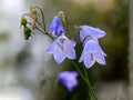 Campanula rotundifolia Seeds (100) | Harebells, Bluebell of Scotland | Perennial Wildflower for Gardens & Meadows