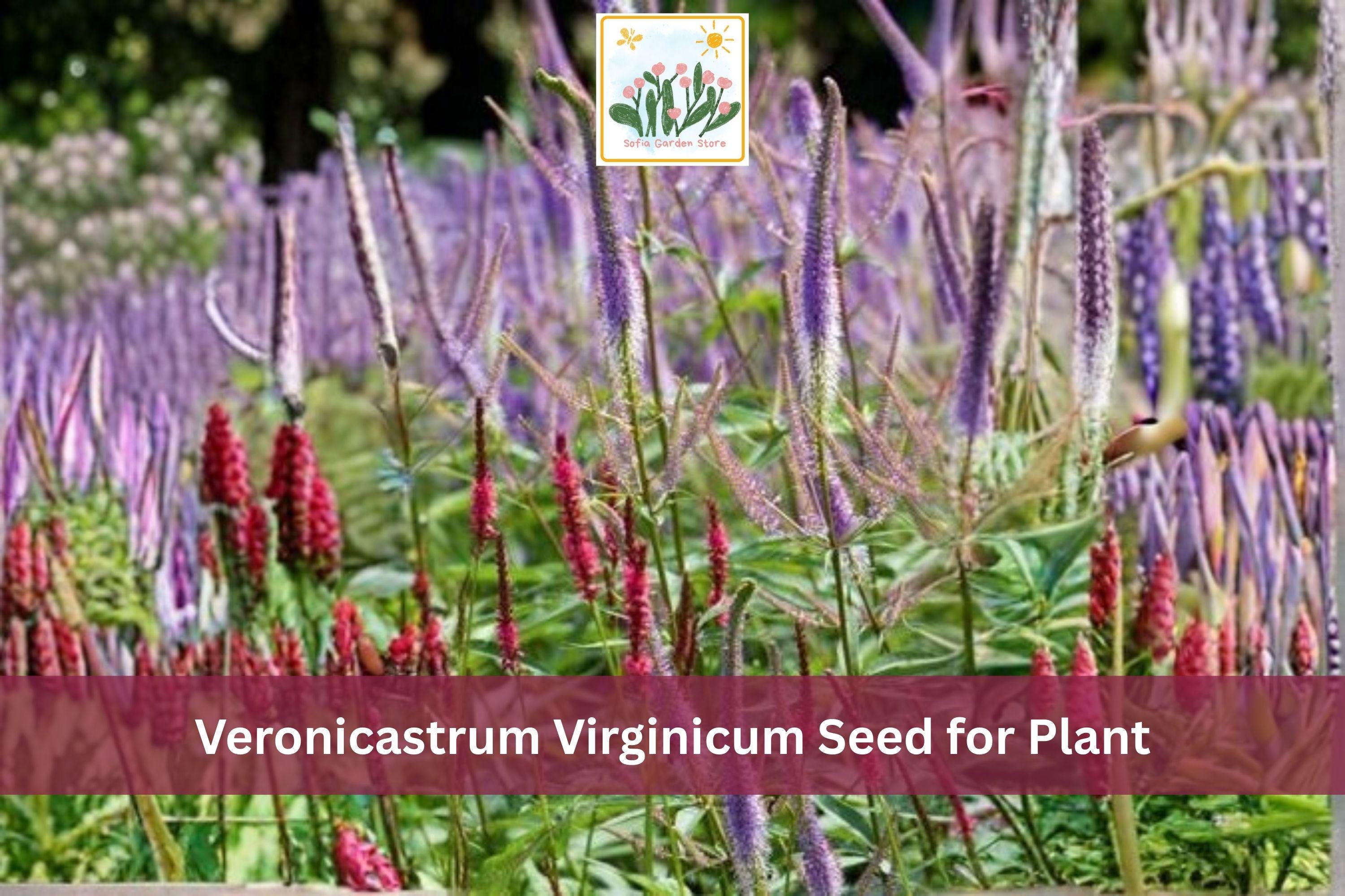 2500 Culver’s Root Seeds | Veronicastrum virginicum | Native White Wildflower for Prairie Gardens & Pollinator Gardens