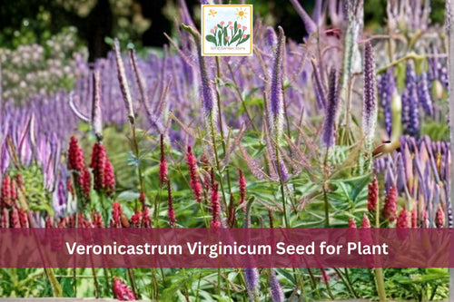 2500 Culver’s Root Seeds | Veronicastrum virginicum | Native White Wildflower for Prairie Gardens & Pollinator Gardens