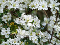 Bauhinia alba White Orchid Tree Seeds – Tropical Flowering Tree for Gardens & Containers