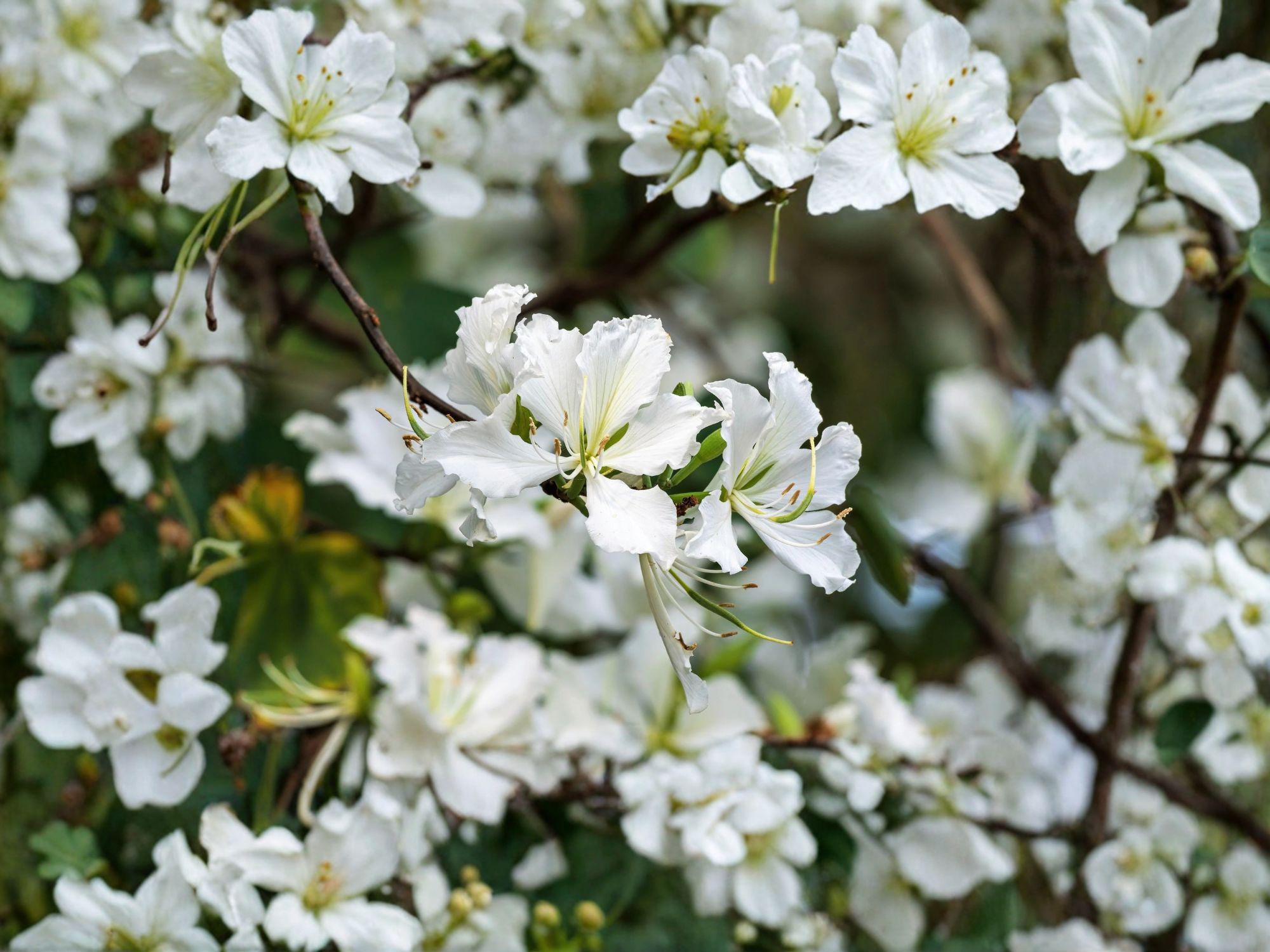 Bauhinia alba White Orchid Tree Seeds – Tropical Flowering Tree for Gardens & Containers