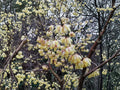 Chimonanthus praecox Wintersweet Seeds – Fragrant Winter Flowering Shrub, Pale Yellow Blooms, Deciduous Ornamental Plant