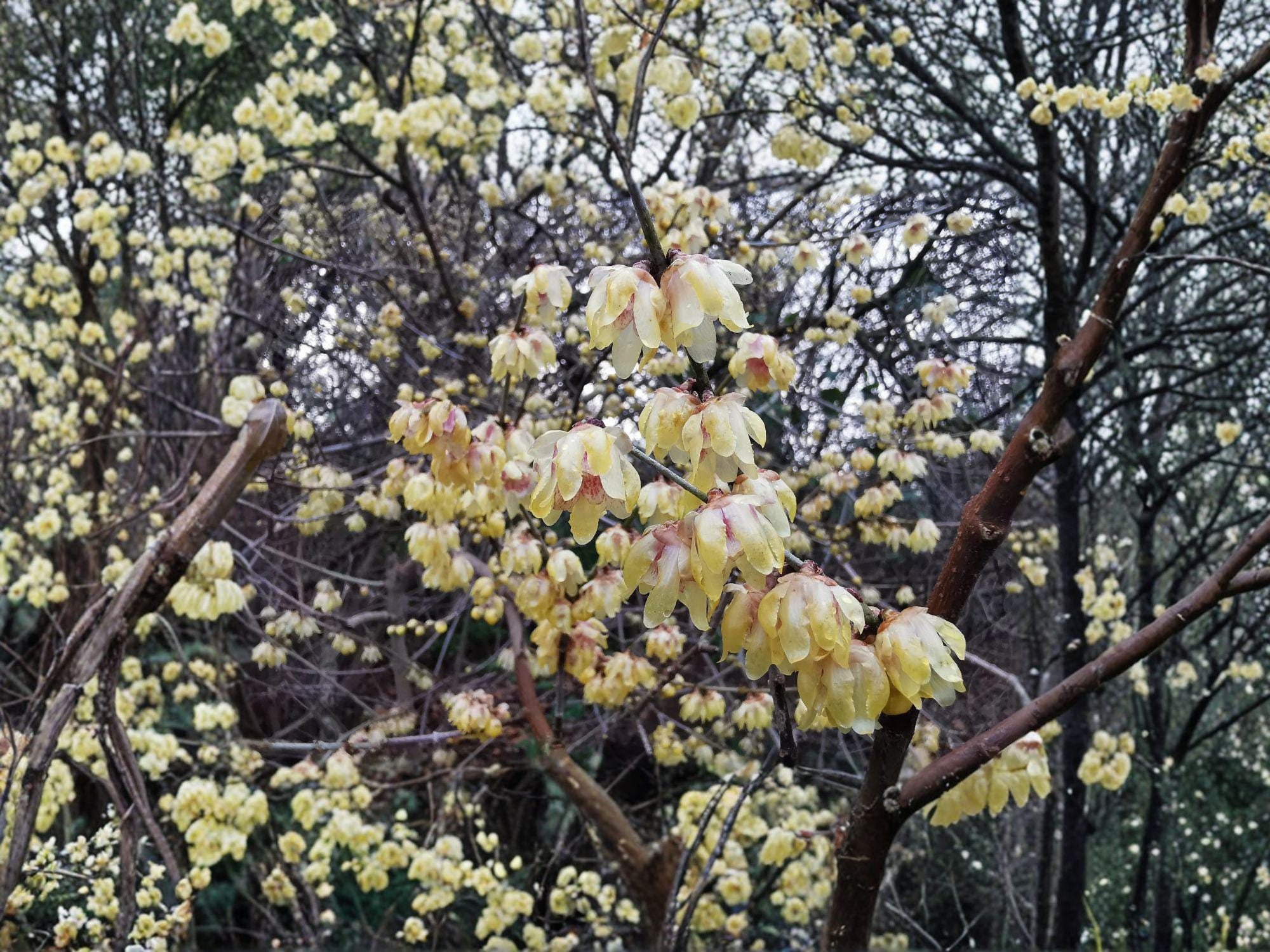 Chimonanthus praecox Wintersweet Seeds – Fragrant Winter Flowering Shrub, Pale Yellow Blooms, Deciduous Ornamental Plant