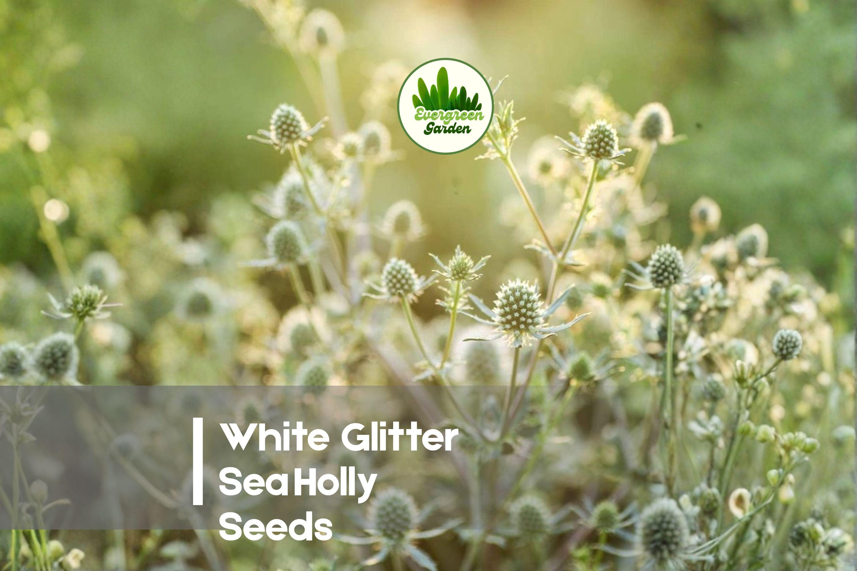 White Glitter Sea Holly Seeds - Eryngium sp. Ornamental Perennial for Borders, Dried Flowers, Full Sun
