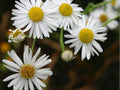 Decurrent False Aster Seeds – 500 Native Wetland Wildflower Seeds for Pollinator Gardens, Moist Soil, Late Blooming, Boltonia decurrens