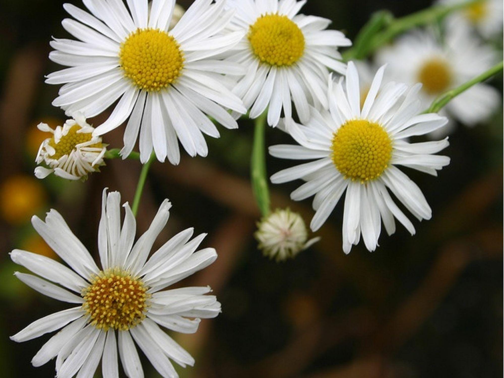 Decurrent False Aster Seeds – 500 Native Wetland Wildflower Seeds for Pollinator Gardens, Moist Soil, Late Blooming, Boltonia decurrens