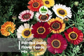 Painted Daisy Flower Seeds Mix - 100 Vibrant Tanacetum coccineum Seeds for Borders, Cut Flowers & Pollinator Gardens
