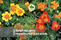 Dwarf Naughty Marietta Marigold Seeds – Bright Yellow & Red Blooms, Compact Annual, Tagetes patula, Perfect for Borders & Containers