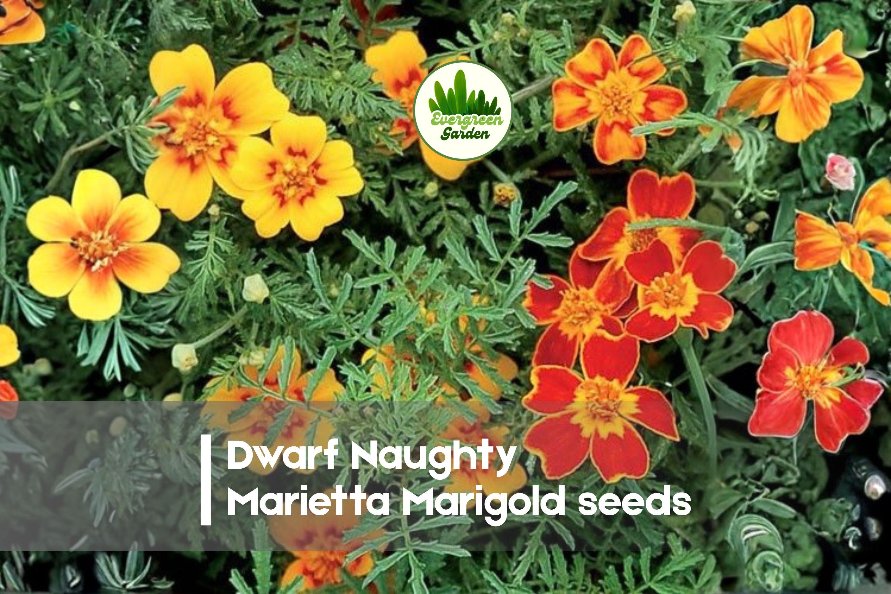 Dwarf Naughty Marietta Marigold Seeds – Bright Yellow & Red Blooms, Compact Annual, Tagetes patula, Perfect for Borders & Containers