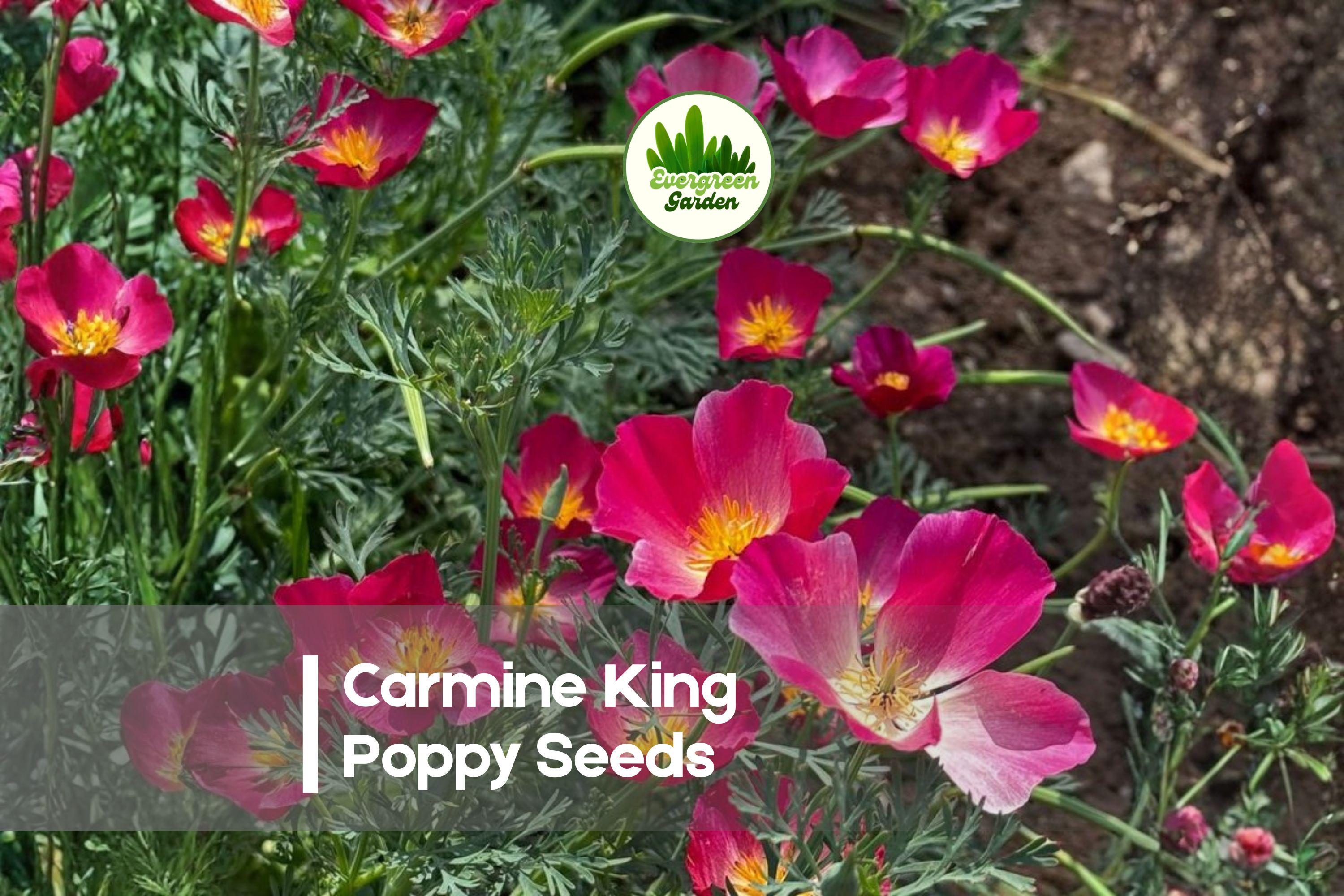 Carmine King Poppy Seeds, 50 Pack, Deep-Red Papaver Species, Ornamental Annual for Borders & Cottage Gardens