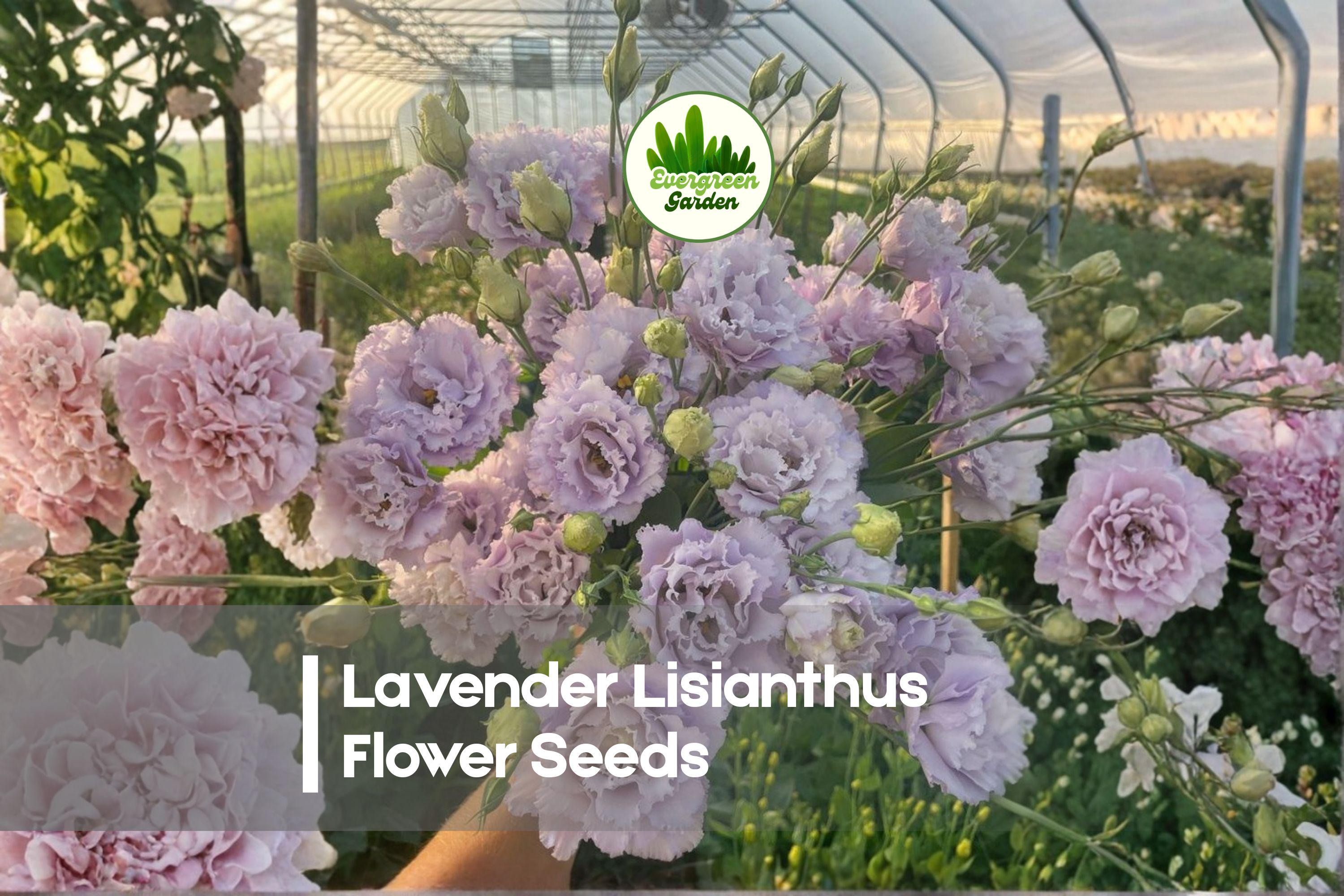 20 Lavender Lisianthus Flower Seeds – Eustoma grandiflorum, Soft Lavender Blooms, Cut Flowers, Garden Borders, Pelleted Seeds