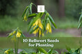 Bellwort Seeds 10-Pack | Uvularia grandiflora Native Woodland Perennial with Yellow Drooping Blooms