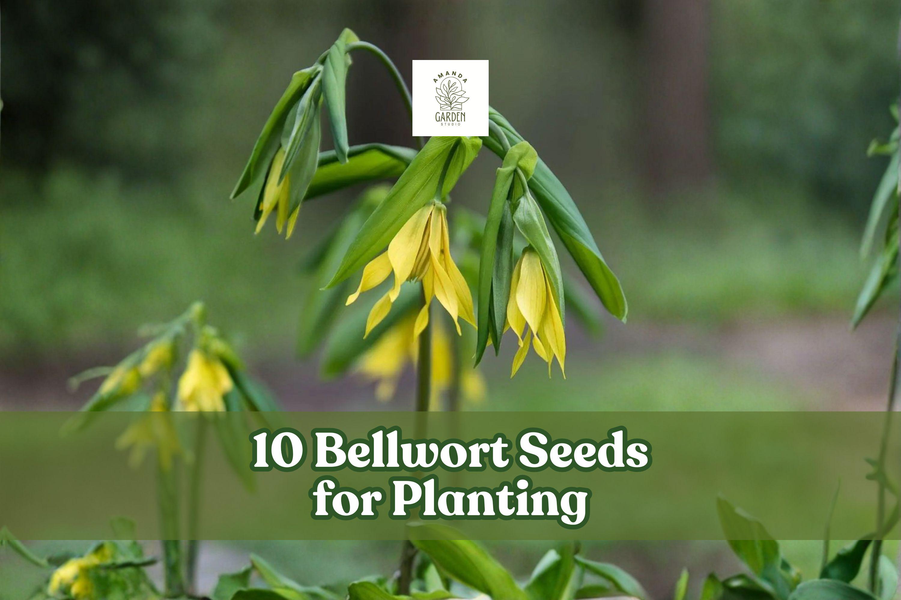 Bellwort Seeds 10-Pack | Uvularia grandiflora Native Woodland Perennial with Yellow Drooping Blooms