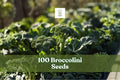 100 Broccolini Seeds for Planting | Broccoli Aspabroc Vegetable Seeds | Green Stalks & Florets | Home Garden Growing