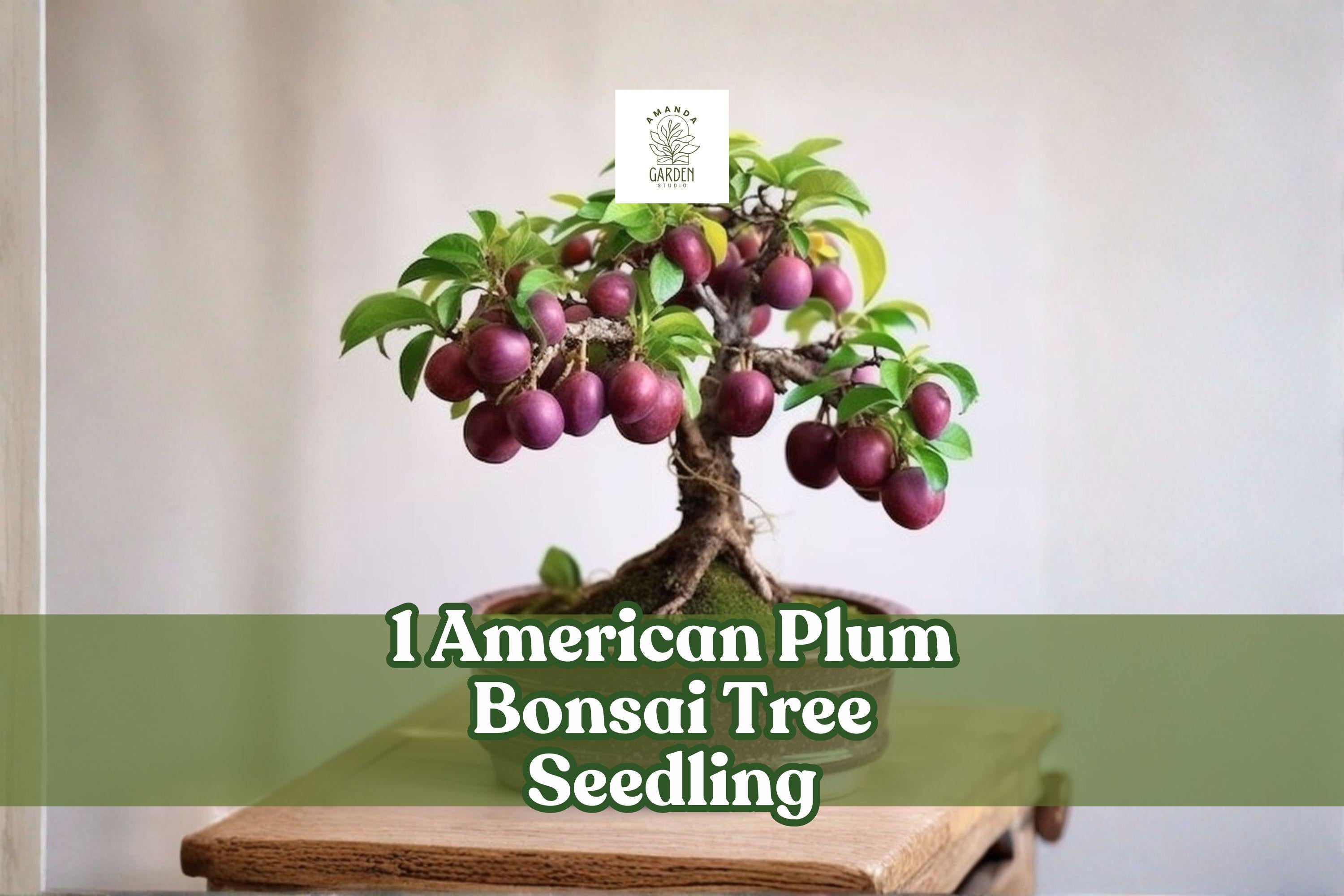 American Plum Bonsai Tree Seedling | Prunus americana | Native Fruit Tree Starter for Bonsai & Planting