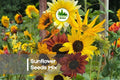 Sunflower Seeds Mix 200 Here Comes The Sun Bright Yellow Blooms Helianthus annuus Annual Garden Flowers