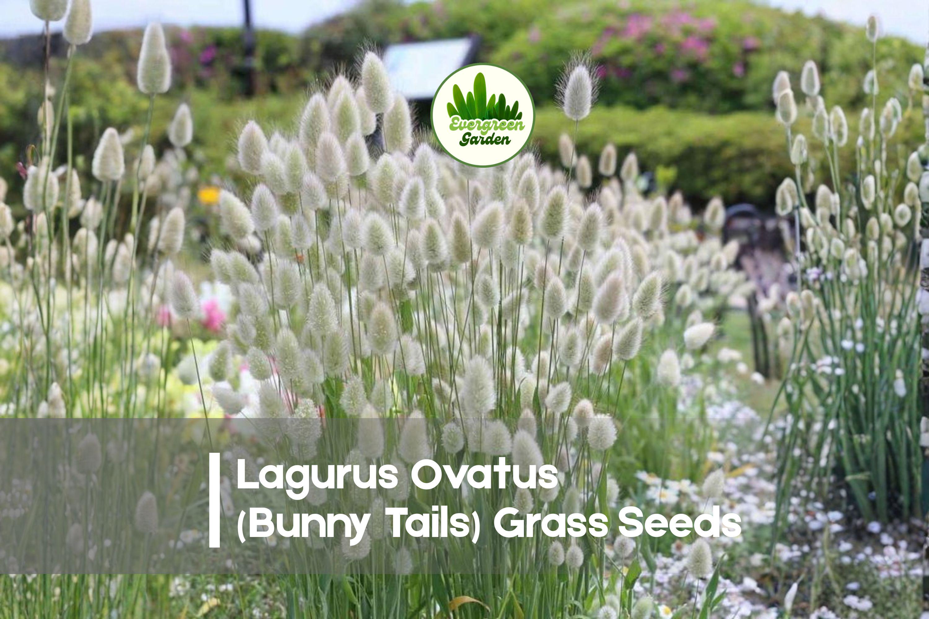 Lagurus Ovatus Bunny Tails Grass Seeds – Ornamental, Fluffy Flower Heads, Dried & Fresh Arrangements, Full Sun, Well-Draining Soil
