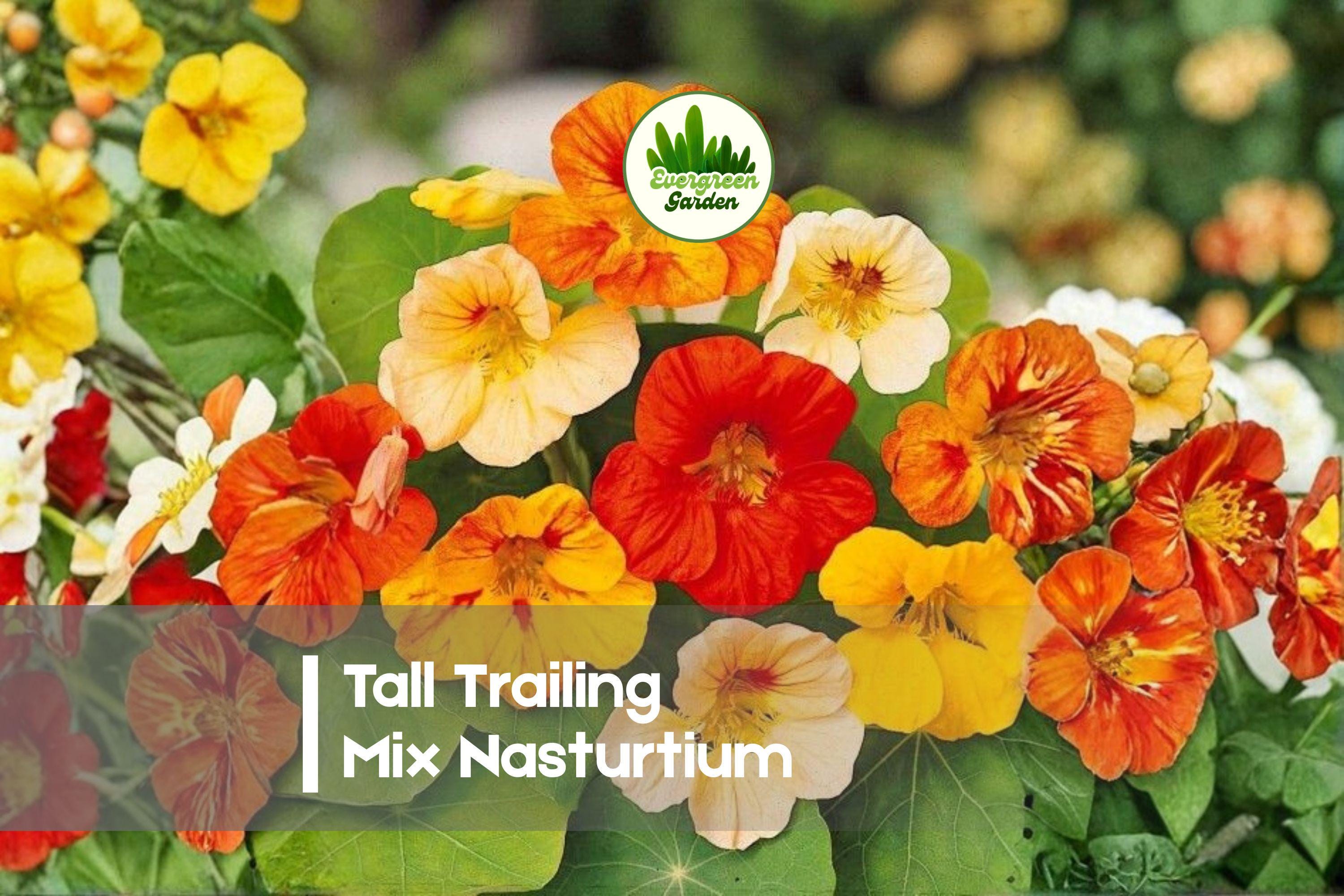 Trailing Nasturtium Seeds - Mix Bright Colors, Climbing Annual Flowering Vine, Tropaeolum majus for Baskets, Fences & Containers