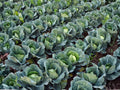 Golden Acre Cabbage Seeds, Heirloom Vegetable, Compact Early Maturity, Cool-Season Crop, 500 Seeds