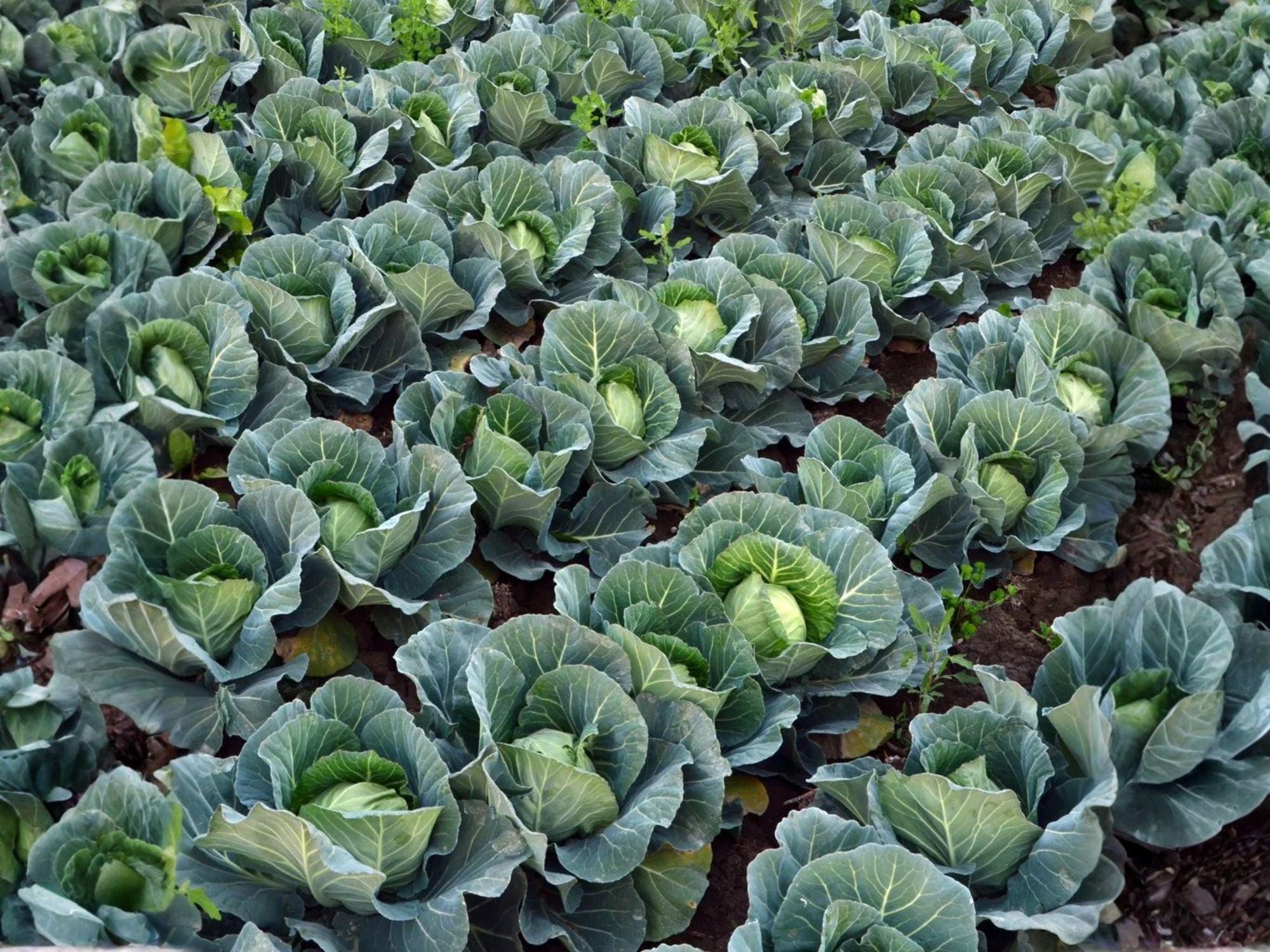 Golden Acre Cabbage Seeds, Heirloom Vegetable, Compact Early Maturity, Cool-Season Crop, 500 Seeds