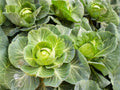 Copenhagen Market Cabbage Seeds | Heirloom, Early, Compact Heads, Cool-Season Vegetable, 500 Seeds
