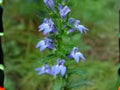 Lobelia Siphilitica Seeds – Great Blue Lobelia Native Wetland Wildflower for Pollinator Gardens, 500 Seeds
