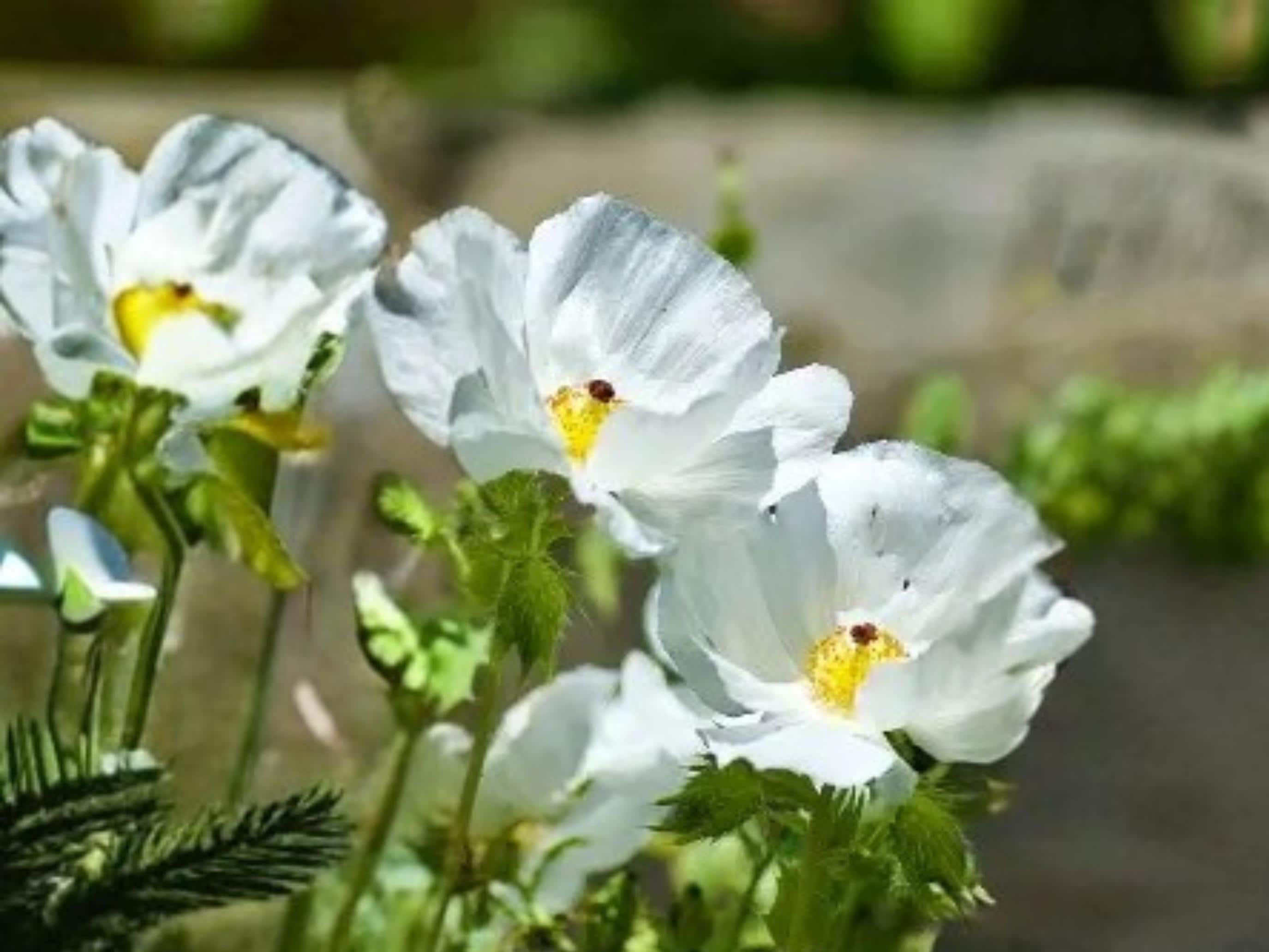 Argemone polyanthemos Prickly Poppy Seeds – Native Wildflower, Drought Tolerant, White Blooms, Summer, 15 Seeds
