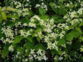 Clematis virginiana Seeds | Virgin’s Bower Native Flowering Vine | White Fragrant Blooms | Perennial Climber Plant