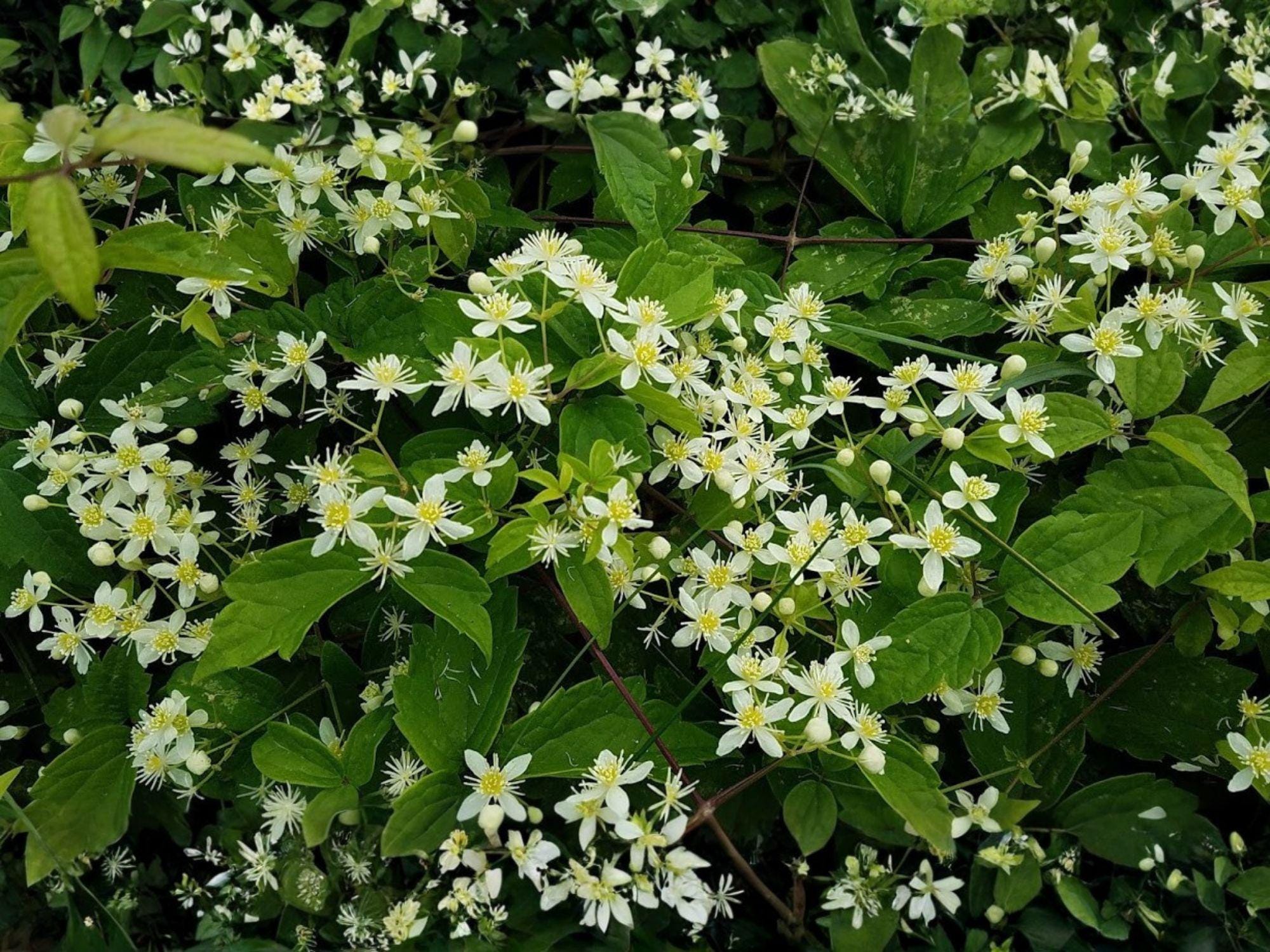 Clematis virginiana Seeds | Virgin’s Bower Native Flowering Vine | White Fragrant Blooms | Perennial Climber Plant