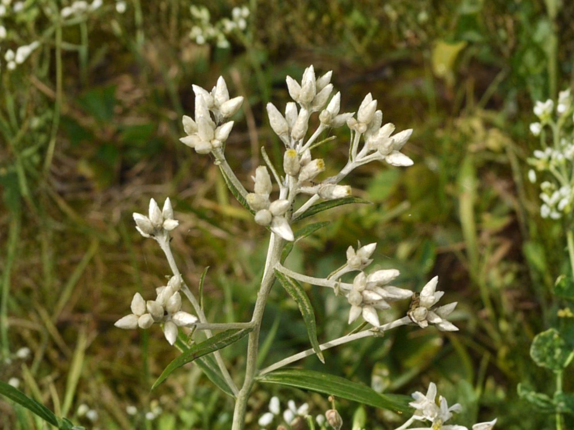 Sweet Everlasting Seeds – Pseudognaphalium spp. Native Perennial Wildflower for Dried Flowers & Pollinator Gardens