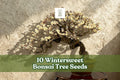 Wintersweet Bonsai Seeds – Chimonanthus praecox – Fragrant Winter-Flowering Ornamental Plant for Gardening & Bonsai