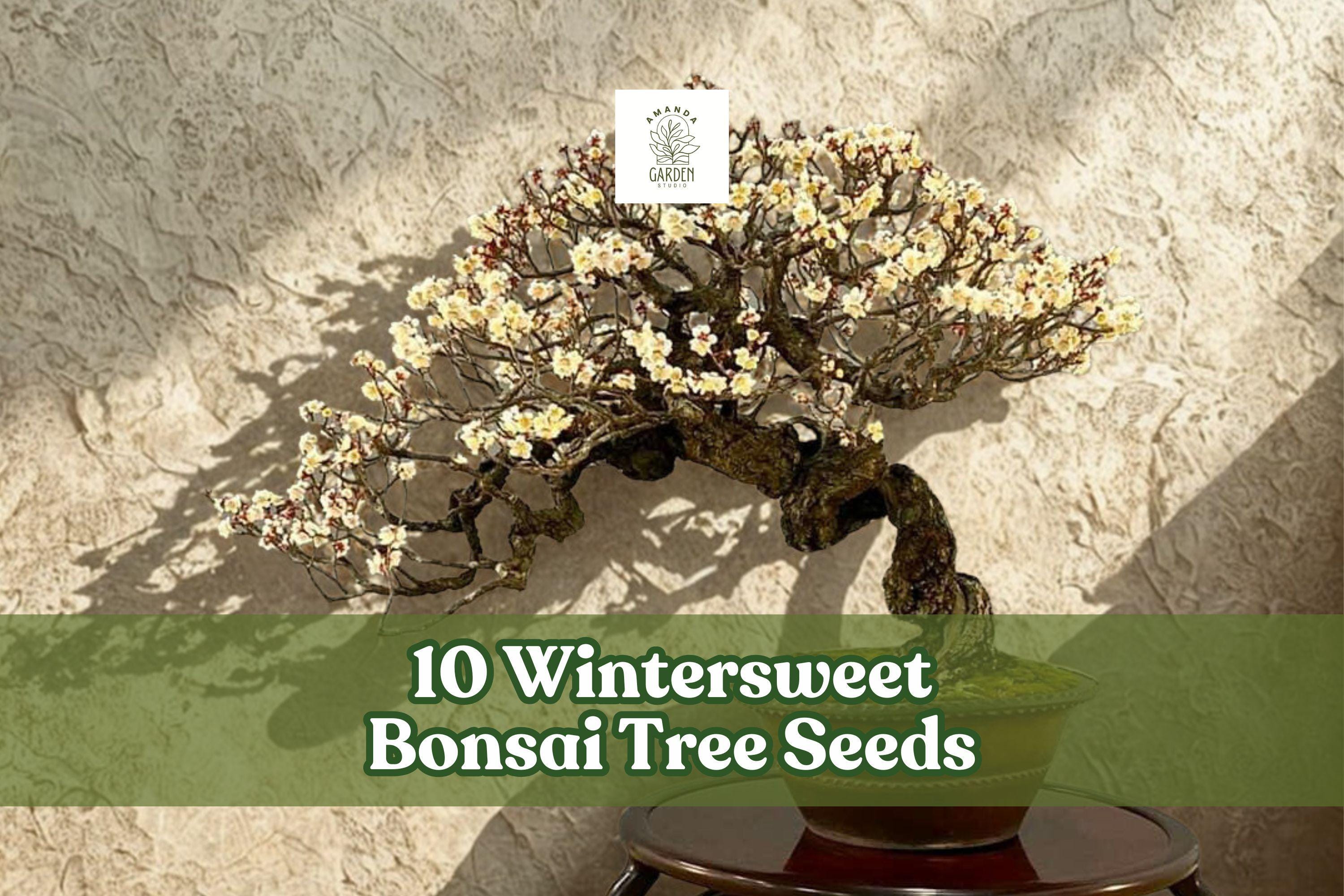 Wintersweet Bonsai Seeds – Chimonanthus praecox – Fragrant Winter-Flowering Ornamental Plant for Gardening & Bonsai
