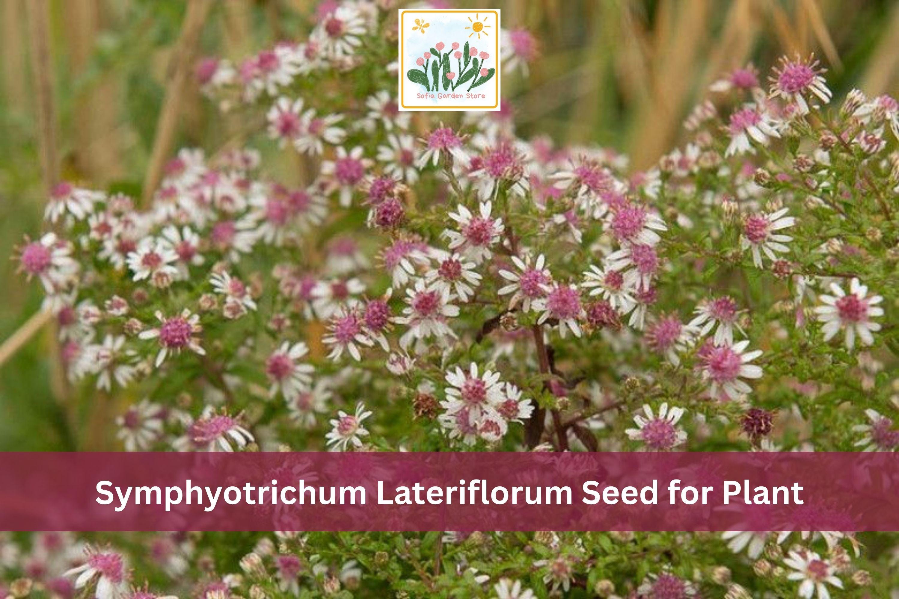 Calico Aster Seeds | Native Wildflower | Symphyotrichum lateriflorum | Fall Blooming Perennial for Gardens