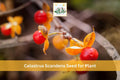 American Bittersweet Seeds, Celastrus scandens, Native Climbing Vine with Orange Berries, Ornamental Garden Seeds