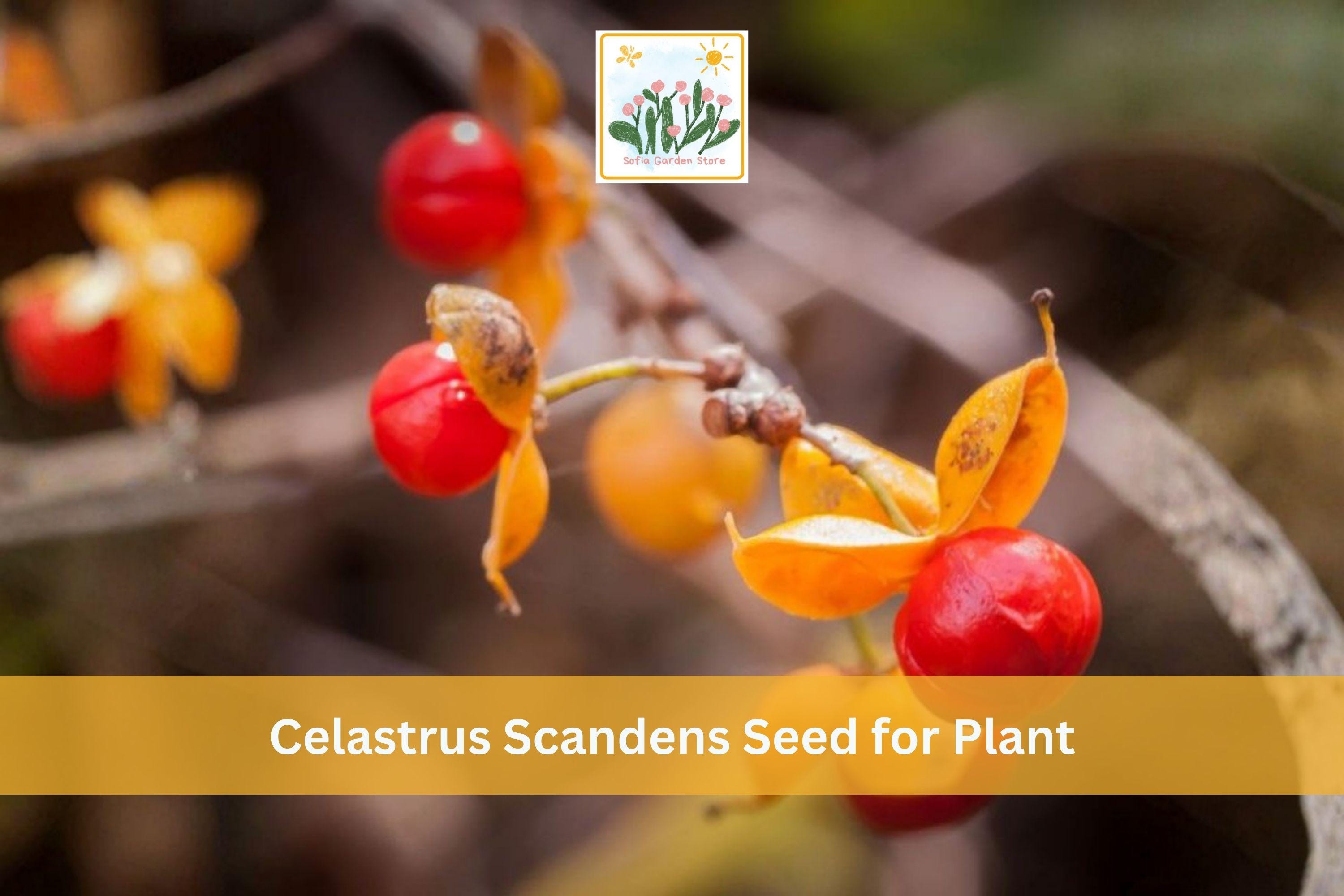 American Bittersweet Seeds, Celastrus scandens, Native Climbing Vine with Orange Berries, Ornamental Garden Seeds