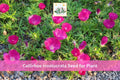 Purple Poppy Mallow Seeds, Callirhoe involucrata, Drought Tolerant Perennial, Native Wildflower, Magenta Flowers, Rock Garden Plant