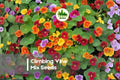 200 Climbing Vine Seeds Mix - Morning Glory, Nasturtium, Sweet Pea, Black Eyed Susan - Fast-Growing Annual Flowering Vines for Vertical Gardens